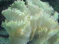 Aquarium Elegance Coral, Wonder Coral, Catalaphyllia jardinei, white Photo, care and description, characteristics and growing