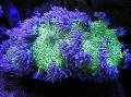 Akvarij Eleganca Korale, Čudno, Coral, Catalaphyllia jardinei, vijolična fotografija, nega in opis, značilnosti in rast