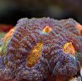 Akvaarium Favia, pruun Foto, hoolitsemine ja kirjeldus, omadused ja kasvav