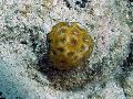 Akvaarium Favia, kollane Foto, hoolitsemine ja kirjeldus, omadused ja kasvav