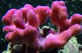 Finger Coral ზრუნვა და მახასიათებლები