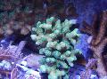 Akvarium Finger Korall, Stylophora, lyse blå Bilde, omsorg og beskrivelse, kjennetegn og voksende