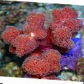 Akvarium Finger Korall, Stylophora, röd Fil, vård och beskrivning, egenskaper och odling