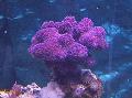 Finger Coral ზრუნვა და მახასიათებლები
