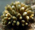 Akvárium Prst Koralov, Stylophora, hnedý fotografie, starostlivosť a popis, vlastnosti a pestovanie