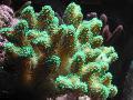 Akvárium Prst Koralov, Stylophora, zelená fotografie, starostlivosť a popis, vlastnosti a pestovanie