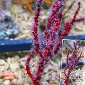 Finger Gorgonia (Finger Sea Fan) брига и карактеристике