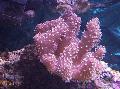 Finger Lederkoralle (Teufels Hand Korallen) kümmern und Merkmale