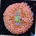 Aquarium Floridian Disc, Ricordea florida, pink Photo, care and description, characteristics and growing