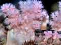 Lill Puu Korallid (Spargelkapsa Korall)   Foto, omadused ja hoolitsemine