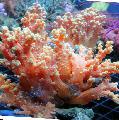 Lill Puu Korallid (Spargelkapsa Korall) hoolitsemine ja omadused