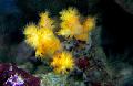 Aquarium Flower Tree Coral  (Broccoli Coral), Scleronephthya, yellow Photo, care and description, characteristics and growing