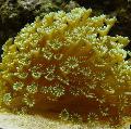 Akvarium Urtepotte Coral, Goniopora, gul Foto, pleje og beskrivelse, egenskaber og voksende