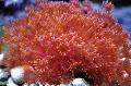Aquarium Blumentopf Korallen, Goniopora, rot Foto, kümmern und Beschreibung, Merkmale und wächst