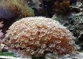 Akvarium Blomsterpotte Korall, Goniopora, brun Bilde, omsorg og beskrivelse, kjennetegn og voksende