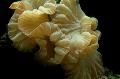 Aquarium Fox Koraal (Nok Koraal, Jasmijn Koraal), Nemenzophyllia turbida, geel foto, zorg en beschrijving, karakteristieken en groeiend