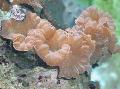 Akvaarium Fox Korallid (Katuseharja Korallid, Jasmiini Korall), Nemenzophyllia turbida, roosa Foto, hoolitsemine ja kirjeldus, omadused ja kasvav