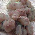 Акваріум Лисячий Корал, Nemenzophyllia turbida, сірий Фото, догляд і опис, характеристика і зростаючий