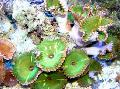 Akvaarium Hiiglane Kaneeli Polüüp, Palythoa grandis, roheline Foto, hoolitsemine ja kirjeldus, omadused ja kasvav