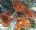 Akvaarium Hiiglane Kaneeli Polüüp, Palythoa grandis, pruun Foto, hoolitsemine ja kirjeldus, omadused ja kasvav