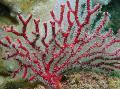 Gorgonia  tengeri rajongók fénykép, jellemzők és gondoskodás