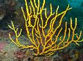 Akvárium Gorgonia mořské fanoušci, žlutý fotografie, péče a popis, charakteristiky a pěstování
