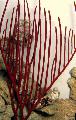 Corallo Molle Gorgonia la cura e caratteristiche