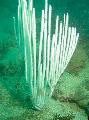Gorgonian Меки Корали грижа и характеристики