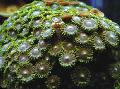 Aquarium Green Button Polyp, Zoanthus pulchellus, green Photo, care and description, characteristics and growing