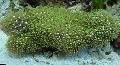 Vert Polype Étoiles  clavularia Photo, les caractéristiques et un soins