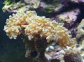 Acvariu Ciocan Coral (Lanterna Coral, Frogspawn Coral), Euphyllia, galben fotografie, îngrijire și descriere, caracteristici și în creștere