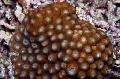 Akvárium Méhsejt Korall, Diploastrea, barna fénykép, gondoskodás és leírás, jellemzők és növekvő