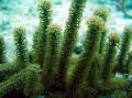 Akwarium Knobby Morze Pręt morza fanów, Eunicea, zielony zdjęcie, odejście i opis, charakterystyka i hodowla