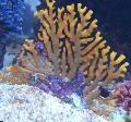 Aquarium Lace Stick Coral hydroid, Distichopora, brown Photo, care and description, characteristics and growing