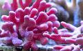 Akvariumas Nėriniai Stick Koralų hydroid, Distichopora, rožinis Nuotrauka, kad ir aprašymas, charakteristikos ir augantis