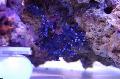 Akvariumas Nėriniai Stick Koralų hydroid, Distichopora, mėlynas Nuotrauka, kad ir aprašymas, charakteristikos ir augantis