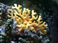 Akvariumas Nėriniai Stick Koralų hydroid, Distichopora, geltonas Nuotrauka, kad ir aprašymas, charakteristikos ir augantis