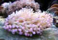 Aquarium Grote Tentacled Plaatkoraal (Anemoon Paddestoel Koraal), Heliofungia actiniformes, roze foto, zorg en beschrijving, karakteristieken en groeiend
