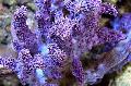 Aquarium Lemnalia Cauliflower, purple Photo, care and description, characteristics and growing