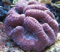 Akvarij Pernati Možgani Koral (Open Brain Coral), Lobophyllia, vijolična fotografija, nega in opis, značilnosti in rast