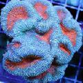Aquário Coral Cérebro Lobadas (Coral Cérebro Aberto), Lobophyllia, luz azul foto, cuidado e descrição, características e crescente