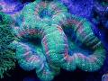 Akvárium Karéjos Agy Korall (Nyitott Agy Korall), Lobophyllia, zöld fénykép, gondoskodás és leírás, jellemzők és növekvő
