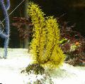 Aquarium Menella sea fans, yellow Photo, care and description, characteristics and growing
