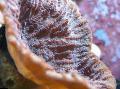 Akvarij Merulina Koralja, braon Foto, briga i opis, karakteristike i uzgoj