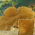 Akvarij Merulina Koralja, žuti Foto, briga i opis, karakteristike i uzgoj
