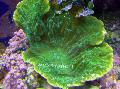 Aquarium Montipora Farbigen Korallen, grün Foto, kümmern und Beschreibung, Merkmale und wächst