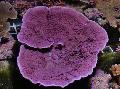 Aquarium Montipora Farbigen Korallen, lila Foto, kümmern und Beschreibung, Merkmale und wächst