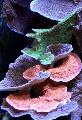 Acvariu Montipora Coral Colorat, roz fotografie, îngrijire și descriere, caracteristici și în creștere