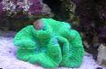 Aquarium Open Brain Coral, Trachyphyllia geoffroyi Photo, care and description, characteristics and growing