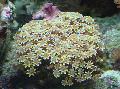 Órgano De Tubos De Coral cuidado y características